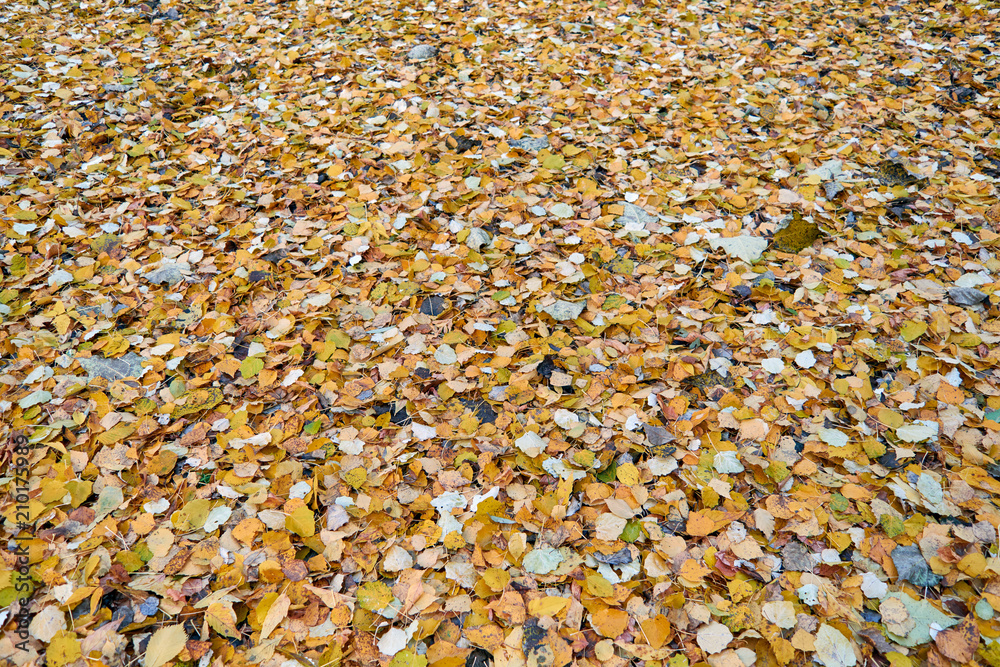 Autumn fallen leaves lie on the ground with a continuous colorful carpet. Cool autumn weather. A pattern of different colored leaves of the trees. Background, backdrop or Wallpaper. Autumn fallen leaves lie on the ground with a continuous colorful carpet. Cool autumn weather. A pattern of different colored leaves of the trees. Background, backdrop or Wallpaper.