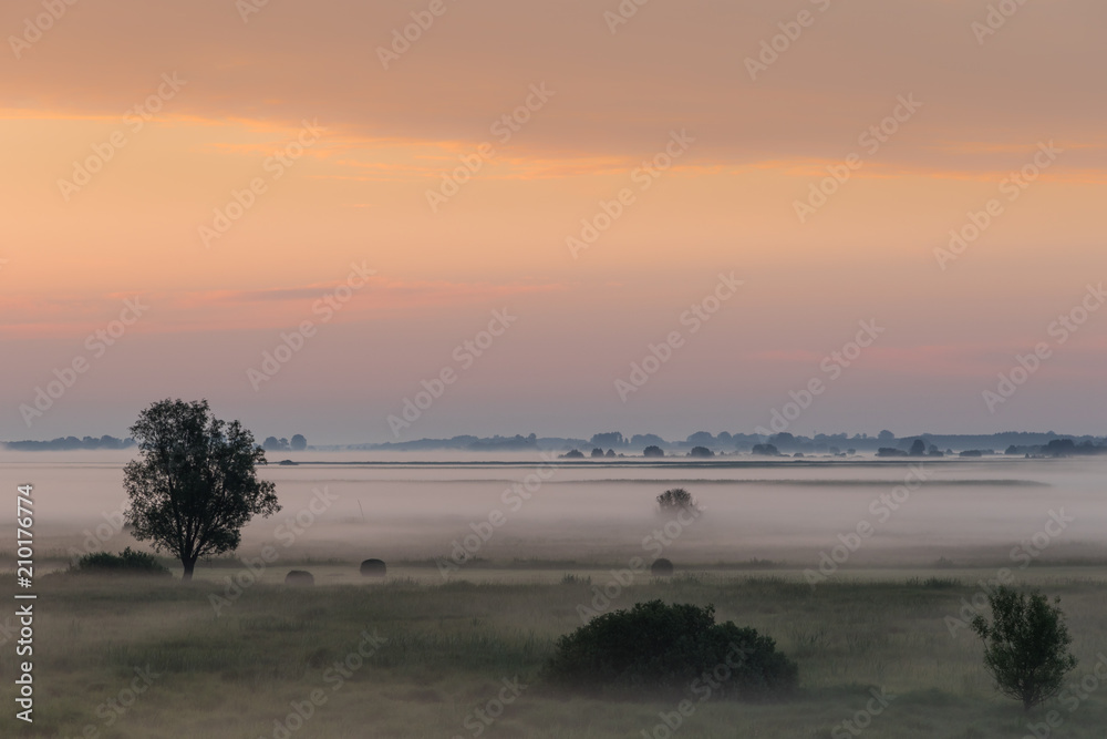Landscape at dawn - fog over  meadows overgrown with grass, trees, shrubs