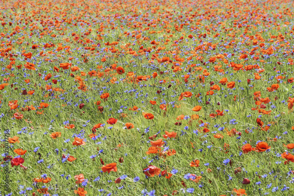 Blumenwiese Bienenwiese in der Eifel