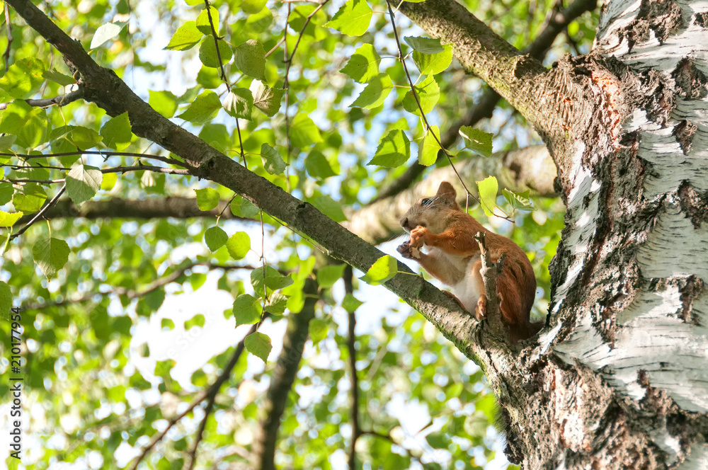 Squirrel sits on birch branch in profile and nibbles. Moscow, Russia.
