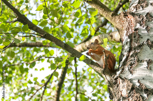 Squirrel sits on birch branch in profile and nibbles. Moscow, Russia.   © shujaa_777