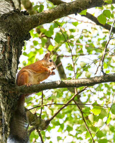 Squirrel sits on birch tree in profile. Moscow, Russia.
