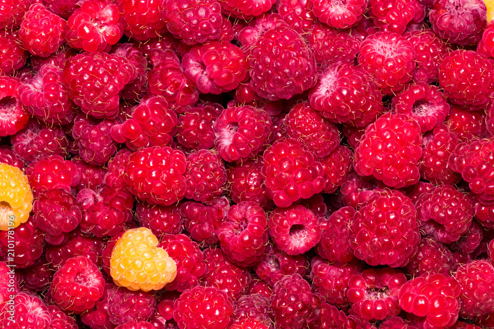 Raspberry. Fresh organic berries macro. Fruit background