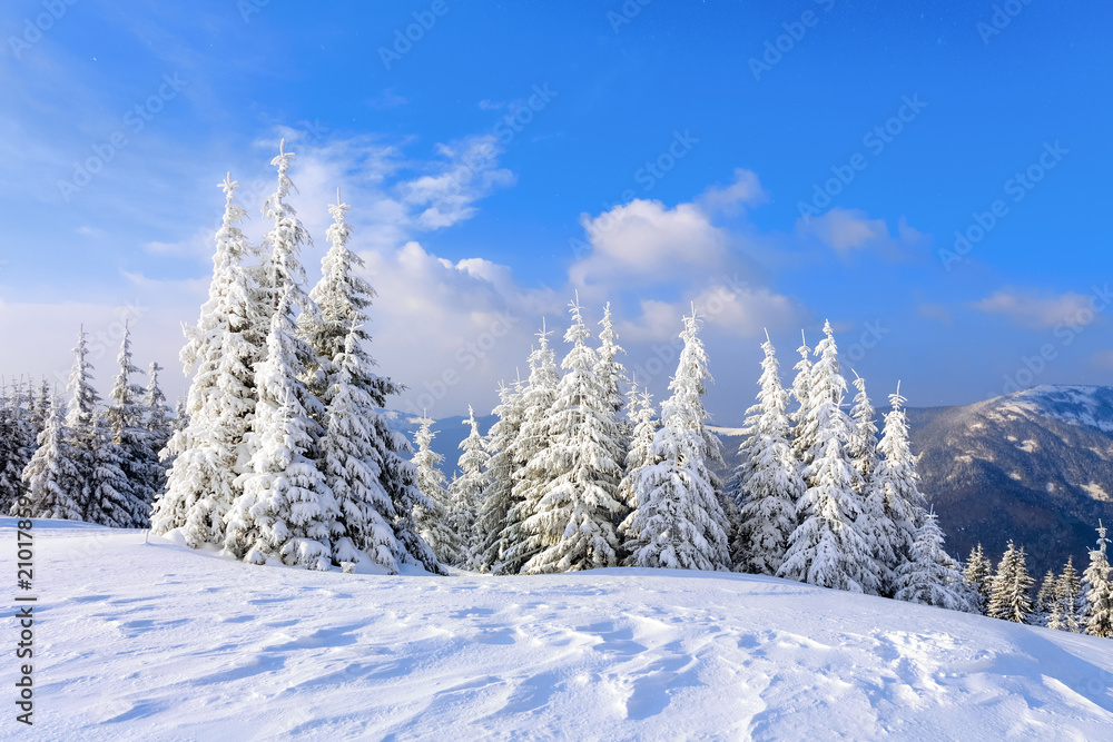 On a frosty beautiful day among high mountains and peaks are magical trees covered with white fluffy snow against the magical winter landscape. Fantastic winter scenery.