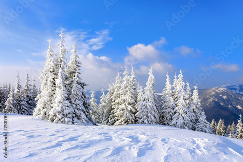 On a frosty beautiful day among high mountains and peaks are magical trees covered with white fluffy snow against the magical winter landscape. Fantastic winter scenery. © Vitalii_Mamchuk