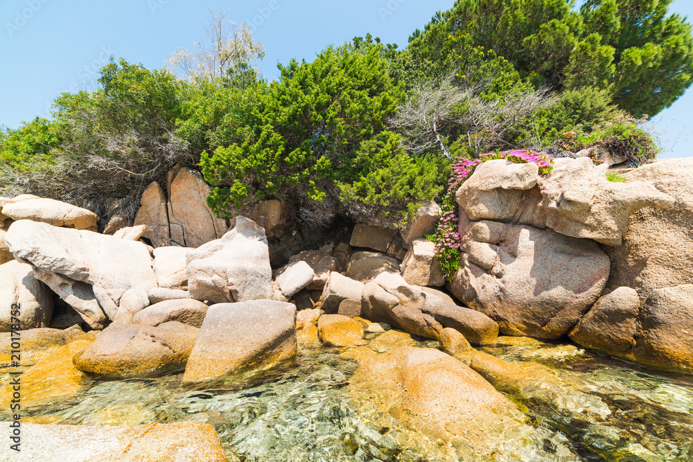 plants and flowers on the rocks