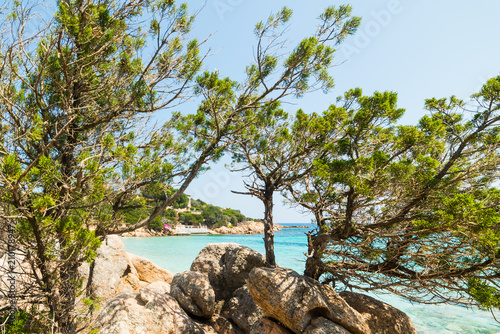 pine trees in Capriccioli beach