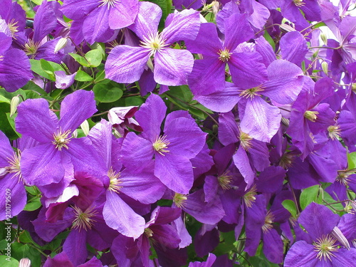 flower, nature, flowers, purple, garden, spring, plant, pink, blossom, summer, bloom, flora, green, petal, violet, beauty, beautiful, floral,