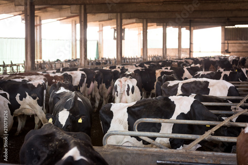 Milk cows in breeding farm
