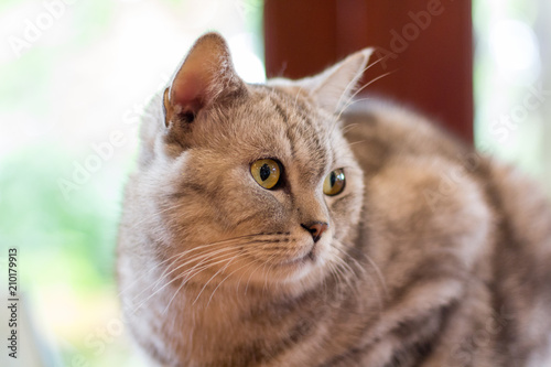 Cute cat, cat lying on the wooden floor in the background blurred close up playful cats