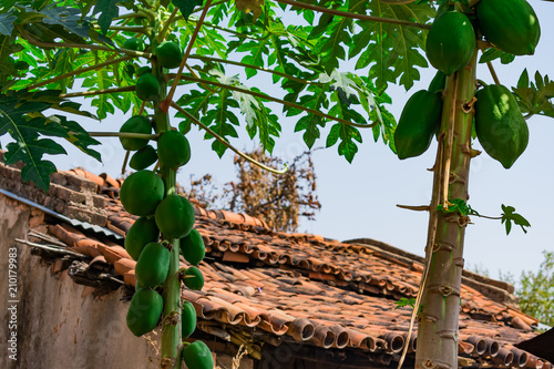 papaya tree close view with papyya near a rural house looking awesome. photo