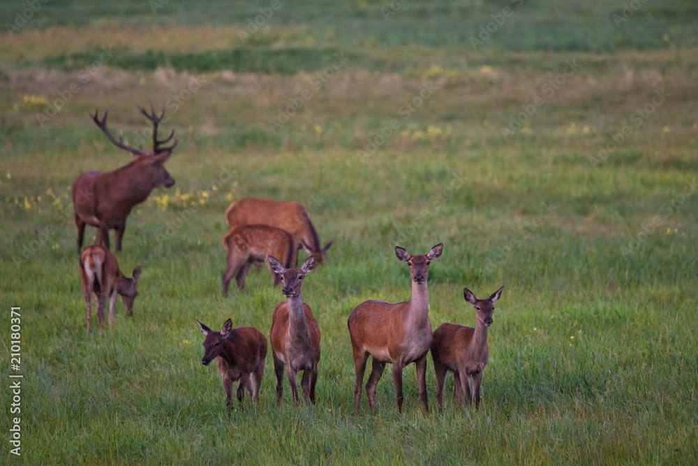 Herd Of Noble Deer ( Cervidae ) Graze On A Green Meadow With Dandelions. Eight Different Ages Red Deer: One Stag And Seven Females. Adult Deer (Cervus Elaphus ) And Two Fawn.Scene From The Wild Nature