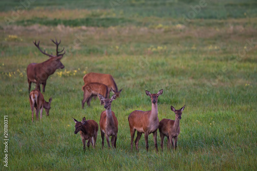 Obraz na płótnie Herd Of Noble Deer ( Cervidae ) Graze On A Green Meadow With Dandelions. Eight Different Ages Red Deer: One Stag And Seven Females. Adult Deer (Cervus Elaphus ) And Two Fawn.Scene From The Wild Nature w salonie