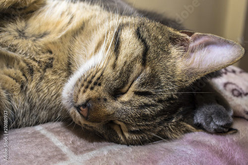 Fototapeta Naklejka Na Ścianę i Meble -  Fotografia ravvicinata al gatto che dorme