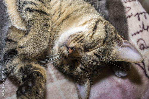 Fotografia ravvicinata al gatto che dorme