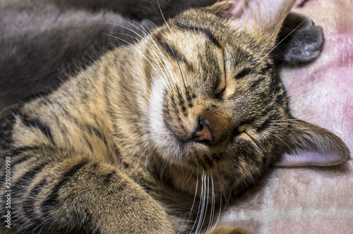 Fototapeta Naklejka Na Ścianę i Meble -  Fotografia ravvicinata al gatto che dorme