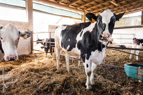 Milk cows in breeding farm