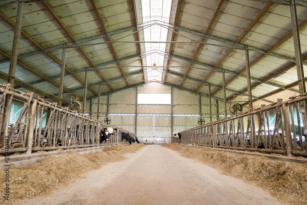 Breeding farm for milk cows Breeding farm for milk cows
