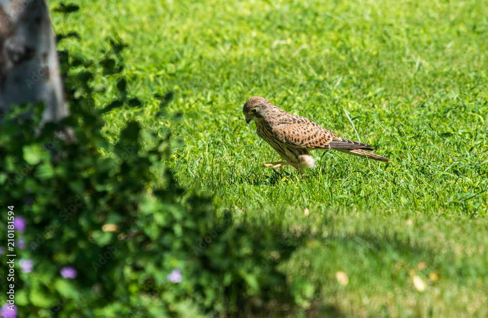 Fototapeta premium Falcon