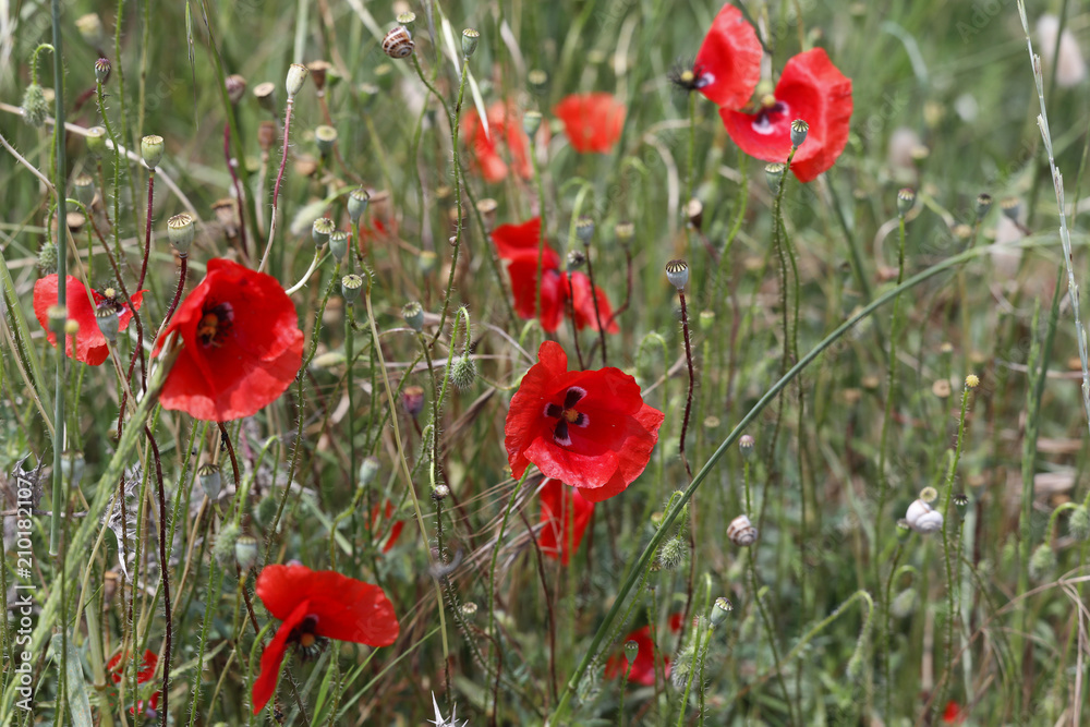 Naklejka premium Mohn (Papaver) in Wiese