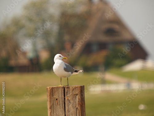 Lachmöwe vor Kirchwarft photo