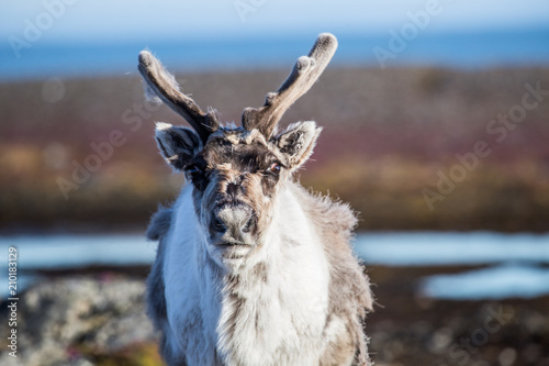 Fototapeta Naklejka Na Ścianę i Meble -  Renifery na Spitsbergenie