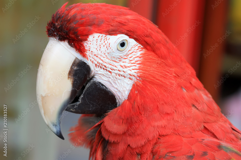 red scarlet macaw in a zoo