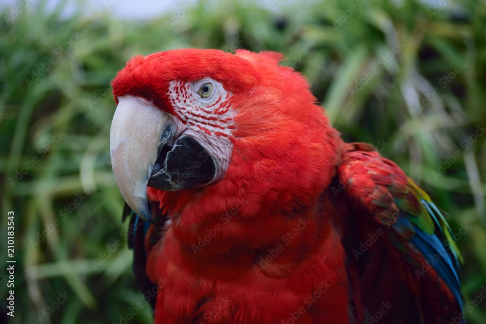 Fototapeta premium ベニコンゴウインコ