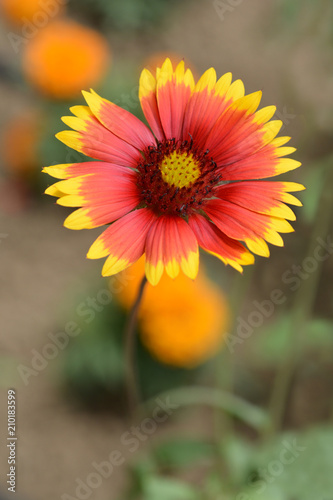 Blanket flower