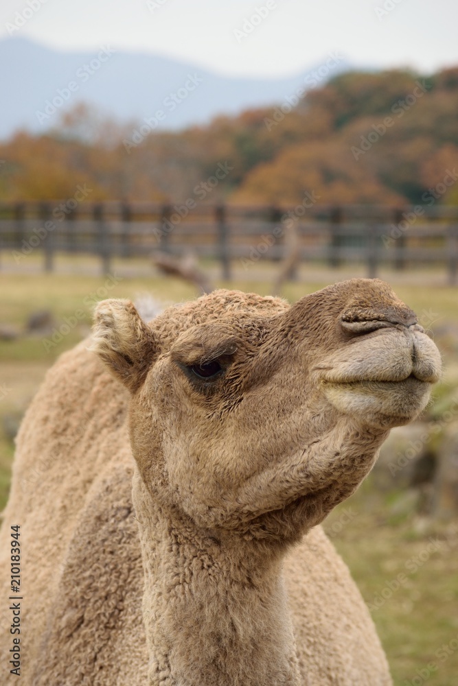 Obraz premium ヒトコブラクダ