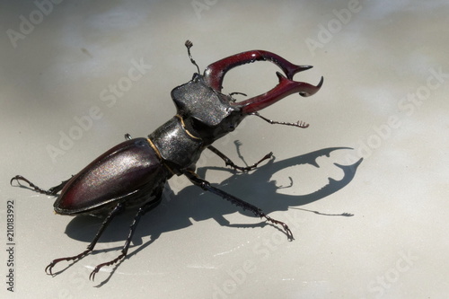 A stag beetle is a rare inhabitant of European oak forests. Stag beetle in an oak forest. Closeup. Stag beetle isolated on white background. © serhii