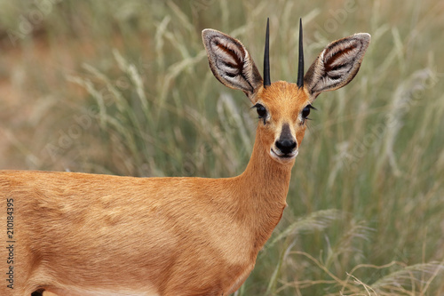 Detail of the steenbok (Raphicerus campestris) or steinbuck with grass in background in typical habitat photo