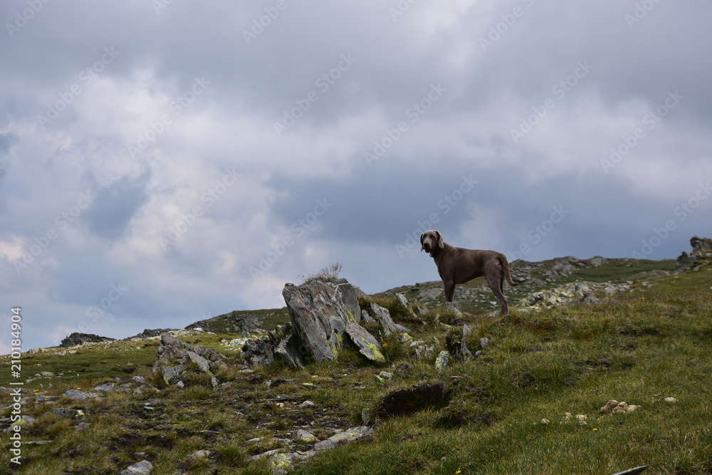 Weimaraner Dog, cloudy summer day, high mountain plateau, Rila Mountain, Bulgaria