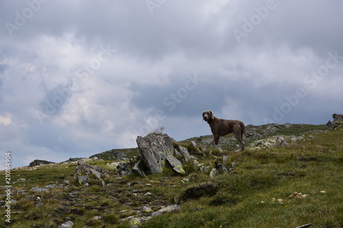 Weimaraner Dog  cloudy summer day  high mountain plateau  Rila Mountain  Bulgaria