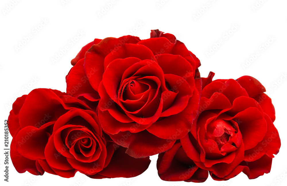 Fototapeta premium red beautiful rose isolated