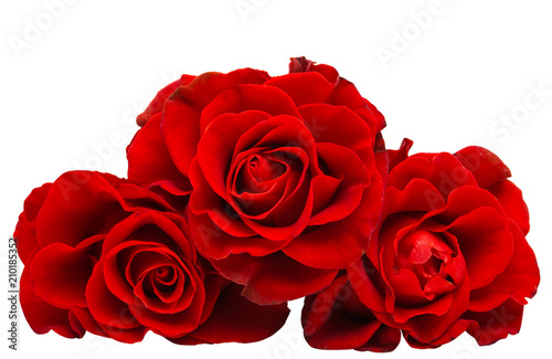 Fototapeta Naklejka Na Ścianę i Meble -  red beautiful rose isolated