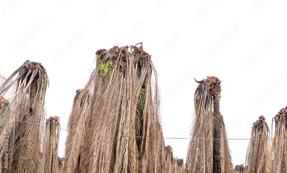 Fototapeta premium palm tree killed in garden on white background