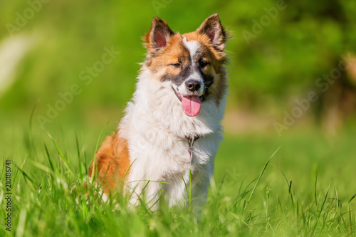 Elo dog sits on a meadow