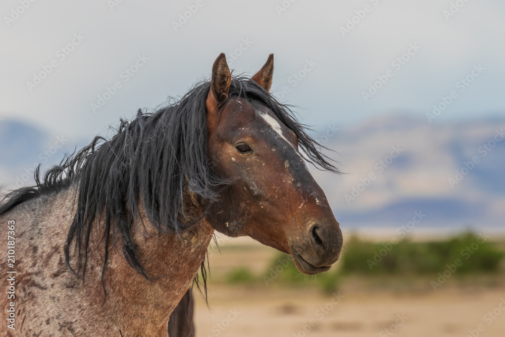 Wild Horse Stallion Portrait Wild Horse Stallion Portrait