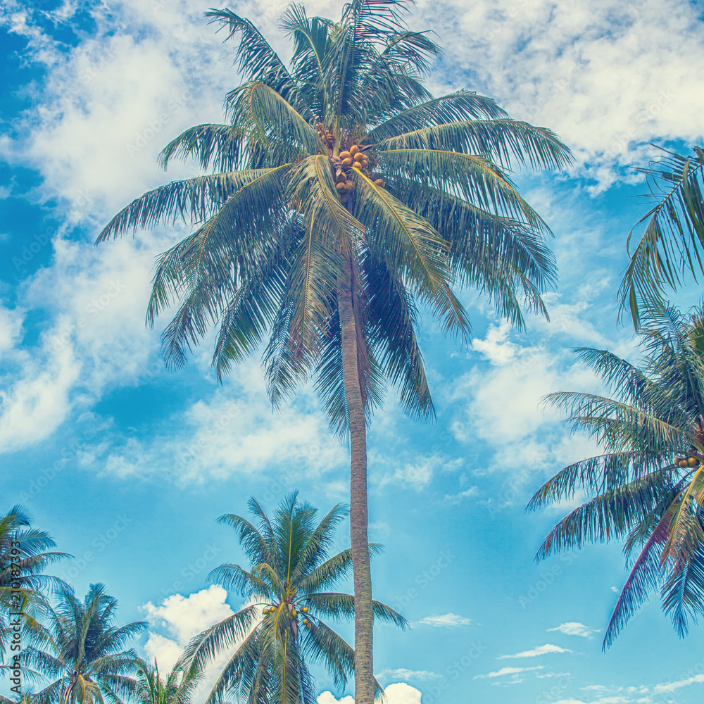 Obraz premium coconut palm trees