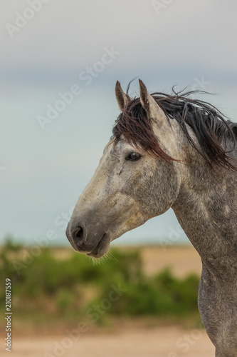 Wild Horse Stallion Portrait © natureguy