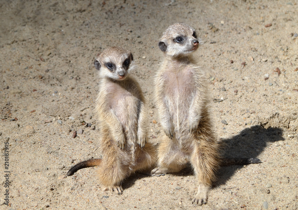 Fototapeta premium Meerkat.