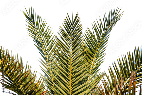 green palm leaves on white