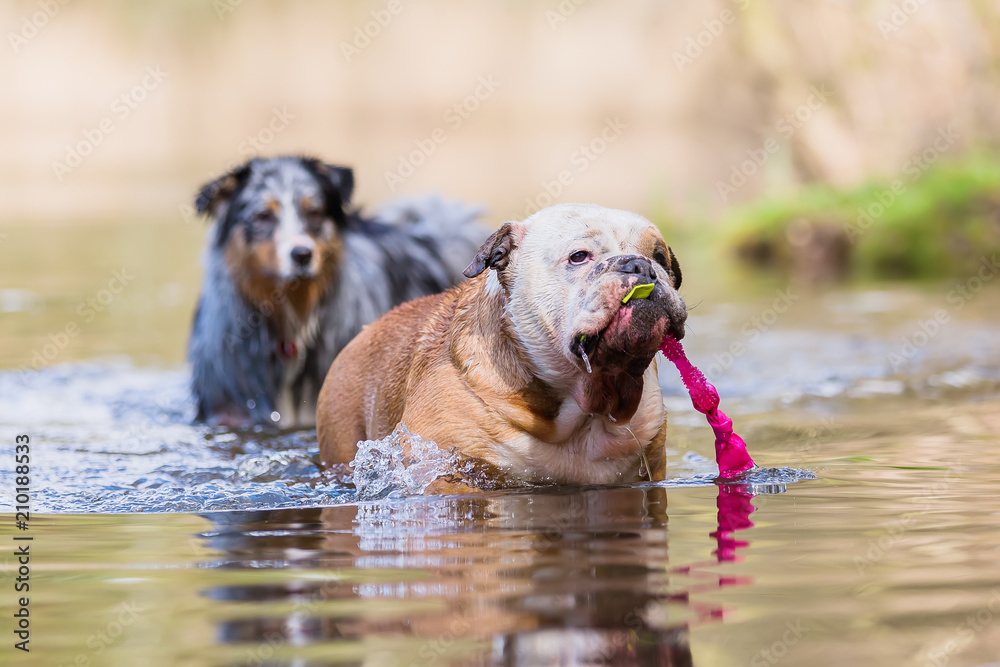 English Bulldog with a toy stands in a lake English Bulldog with a toy stands in a lake