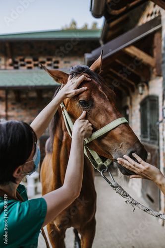 Woman veterinary checking horse health in stable