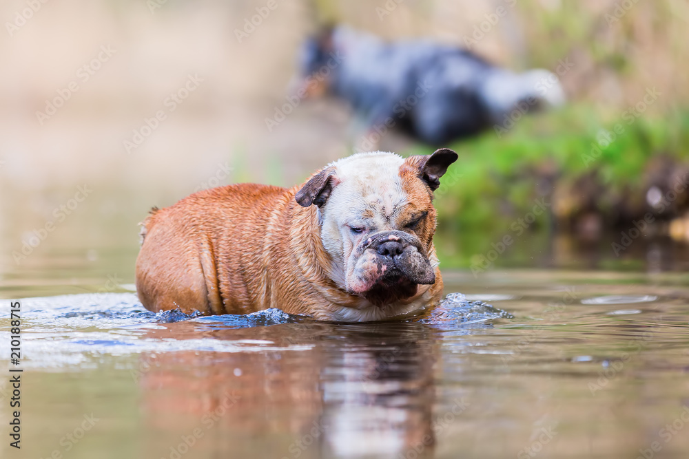 English Bulldog stands in a lake