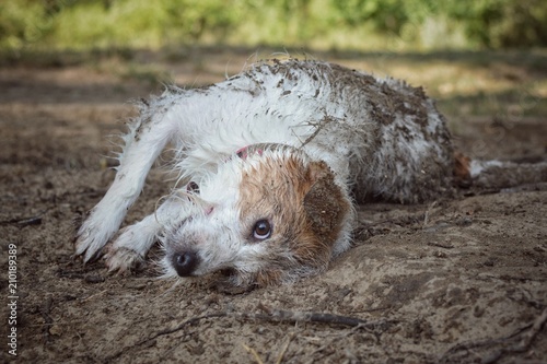 ADORABLE DIRTY JACK RUSSELL DOG PLAYING IN A MUD PUDDLE ENYOING SUNMER photo