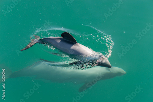 Hector-Delfin-Baby taucht nach Atmen  mit Mutter © Jannik
