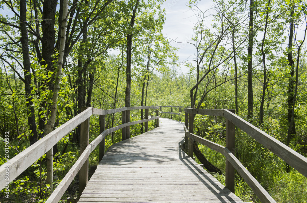 A boardwalk through a forest is shown