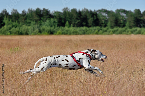 Running Dalmatian dog